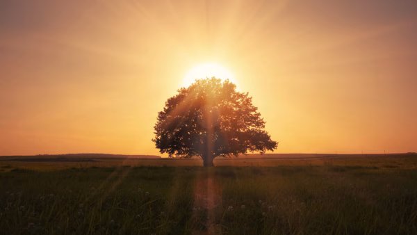 Communication preferences