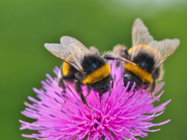 Ontmoet de natuur van dichtbij